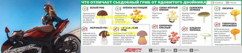 ссылка на мегу вход  закладка  Кукмор  Галлюциногенные грибы GOLDEN TEACHER 